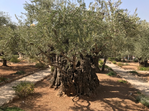 Gethsemane Olive Tree